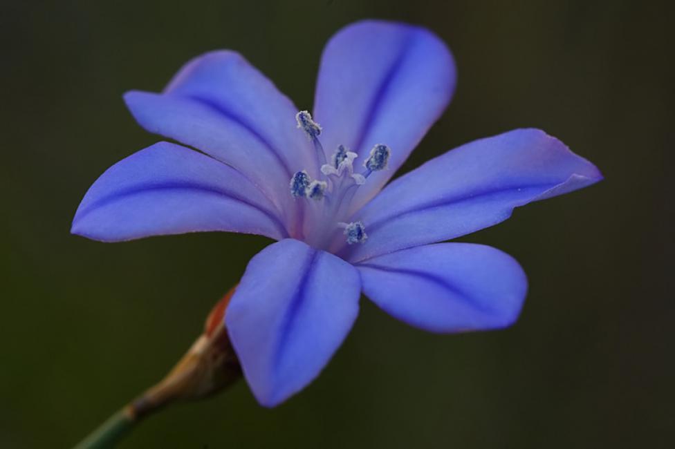 Junquillo falso (Aphyllanthes monspeliensis)